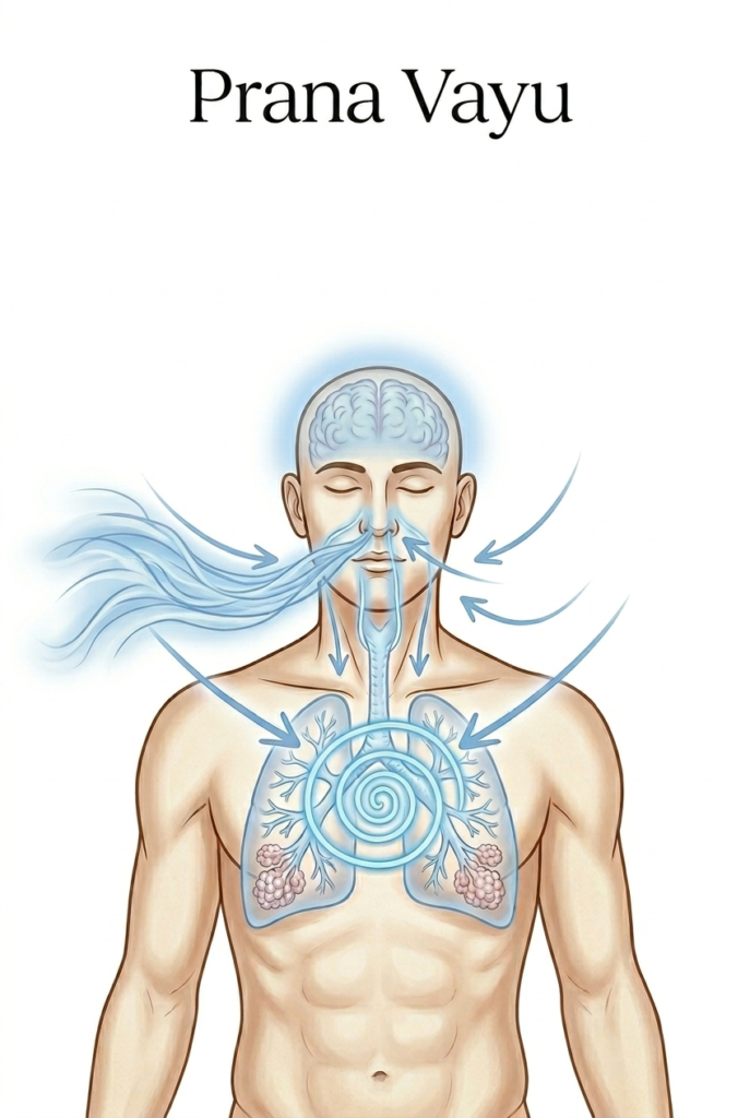 Illustration de Prana Vayu montrant le flux du souffle entrant par le nez et circulant vers la poitrine, le cœur et les poumons